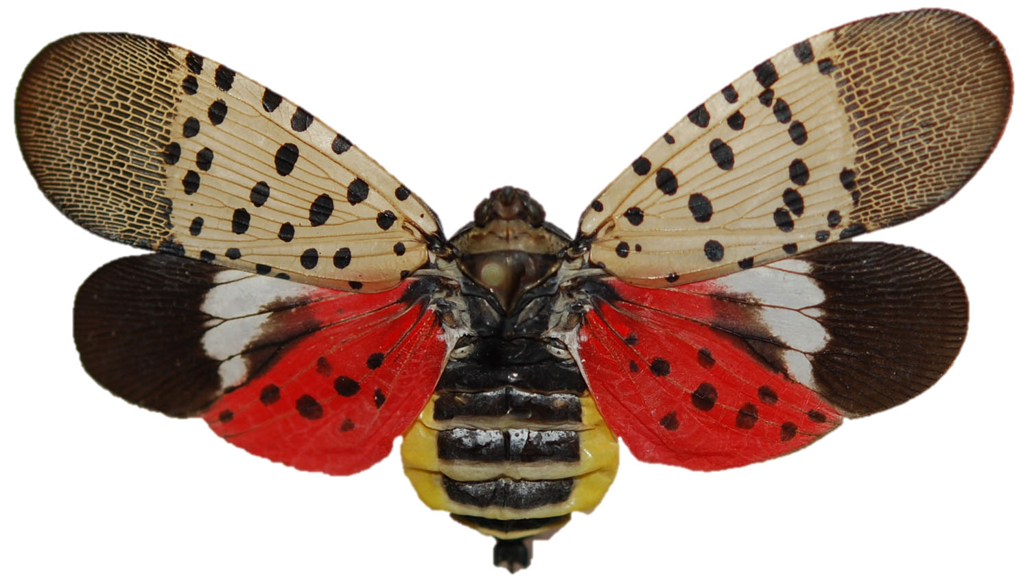Image result for spotted lanternfly